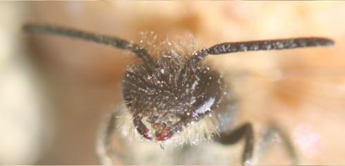 Réf. 355 116 : Andrena sp.